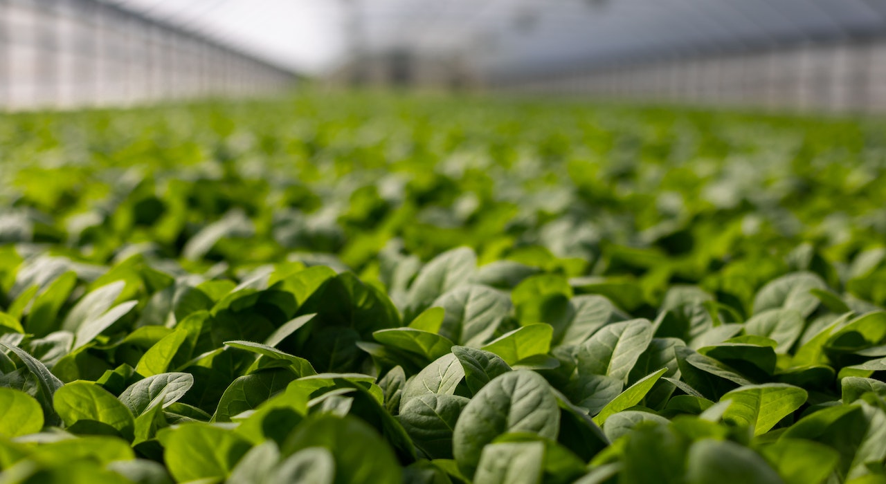 The Power of Carbon Credits in Agriculture for Land Management - agriculture The Power of Carbon Credits in Agriculture for Land Management - agriculture