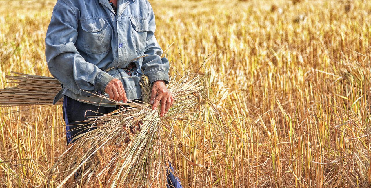 From Fields to Factories: Unveiling the Versatility of Bio-Based Plastic Made from Rice - bioplastic made from rice