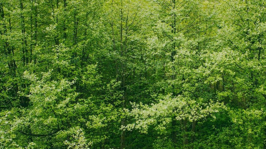 How the Carbon Circular Economy Transitions to a Low-Carbon Future - green forest