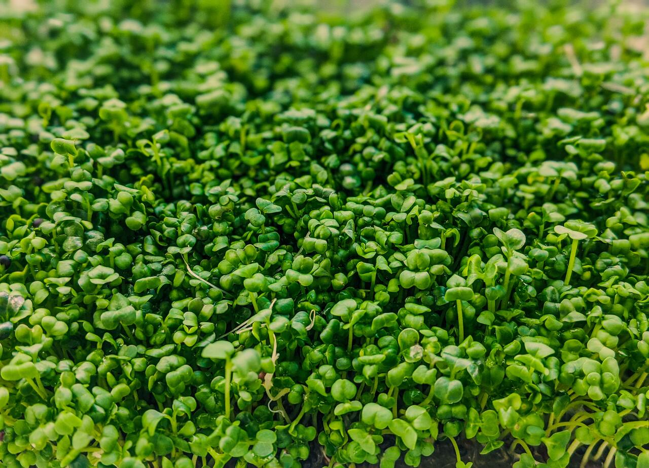 Take Action for a Greener Future: Buy Carbon Credits for Sale and Reduce Your Carbon Impact - green