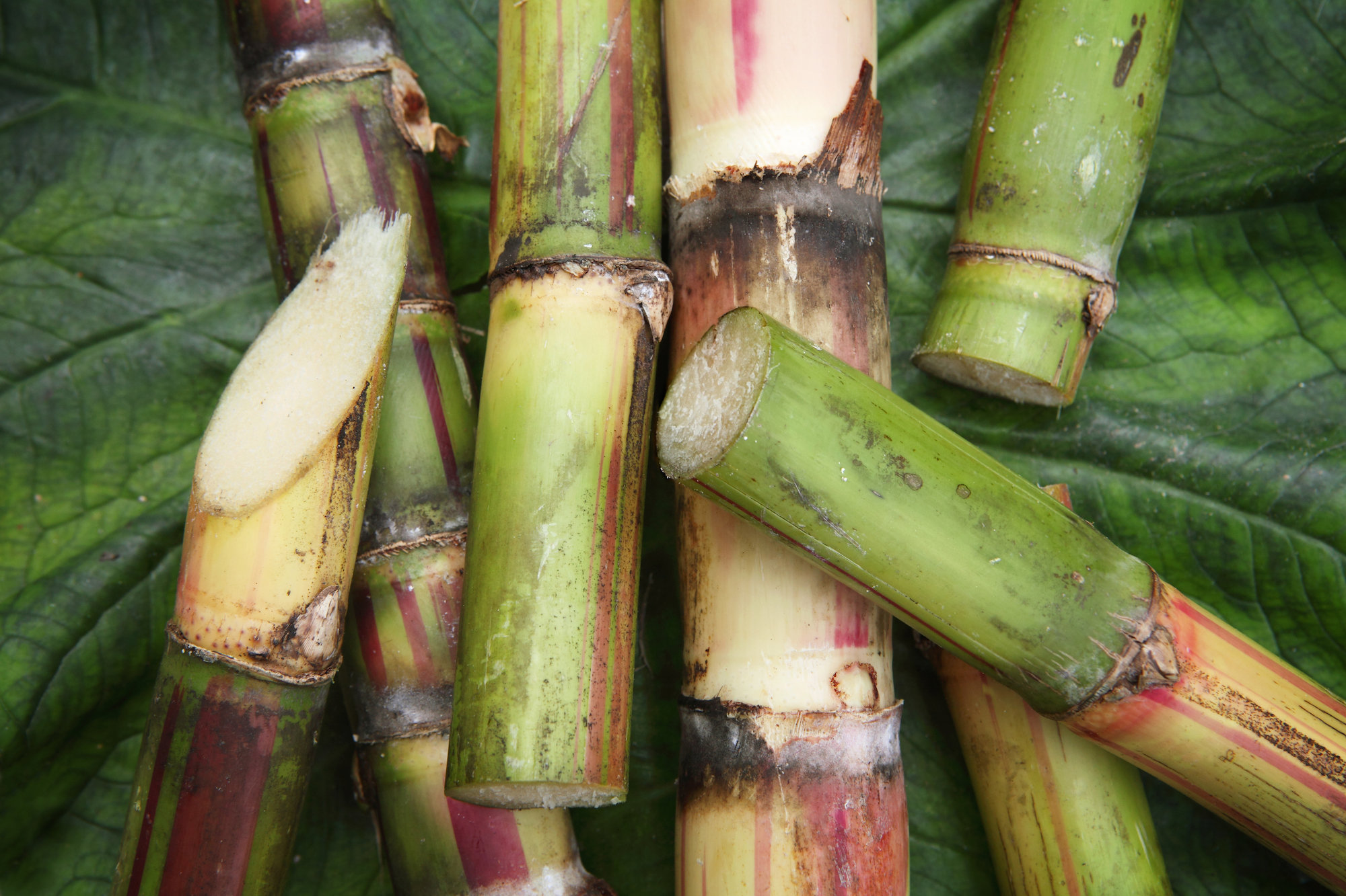 4 Key Benefits of Sugarcane Bagasse-based Polypropylene - Sugarcane