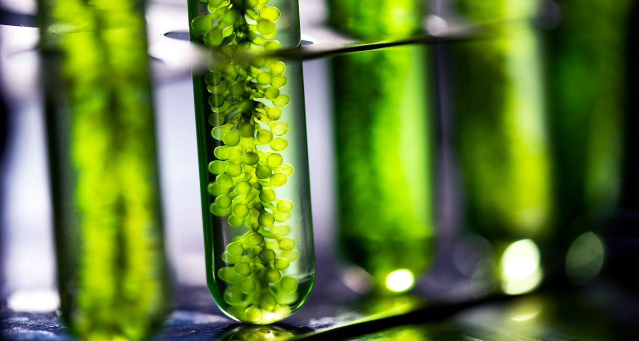 Comparison between plant-based polyethylene and petroleum-based polyethylene (2)-min