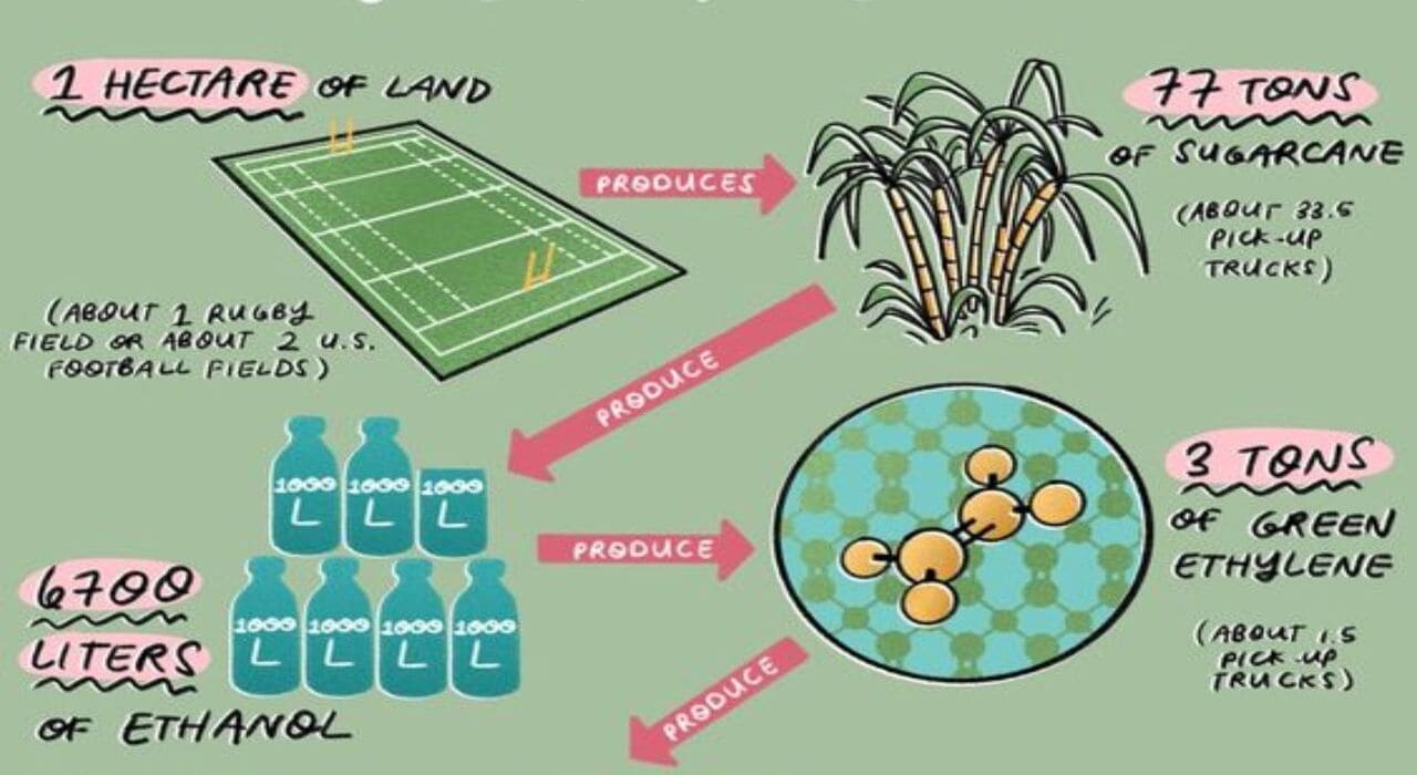 From Waste to Innovation Bio-composite Made from Sugarcane Bagasse From Waste to Innovation Bio-composite Made from Sugarcane Bagasse (1)-min