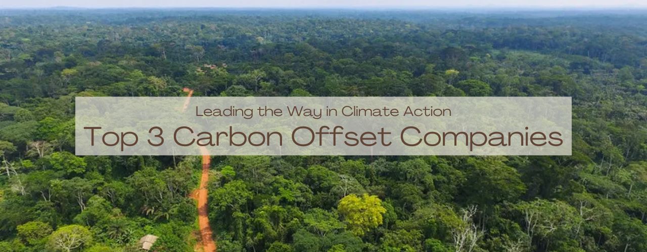 3 Best Carbon Offset Companies Leading the Way in Climate Action