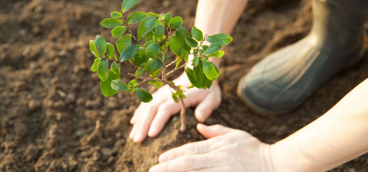 Carbon Credit: Empowering Businesses to Offset Emissions - Carbon credit programs