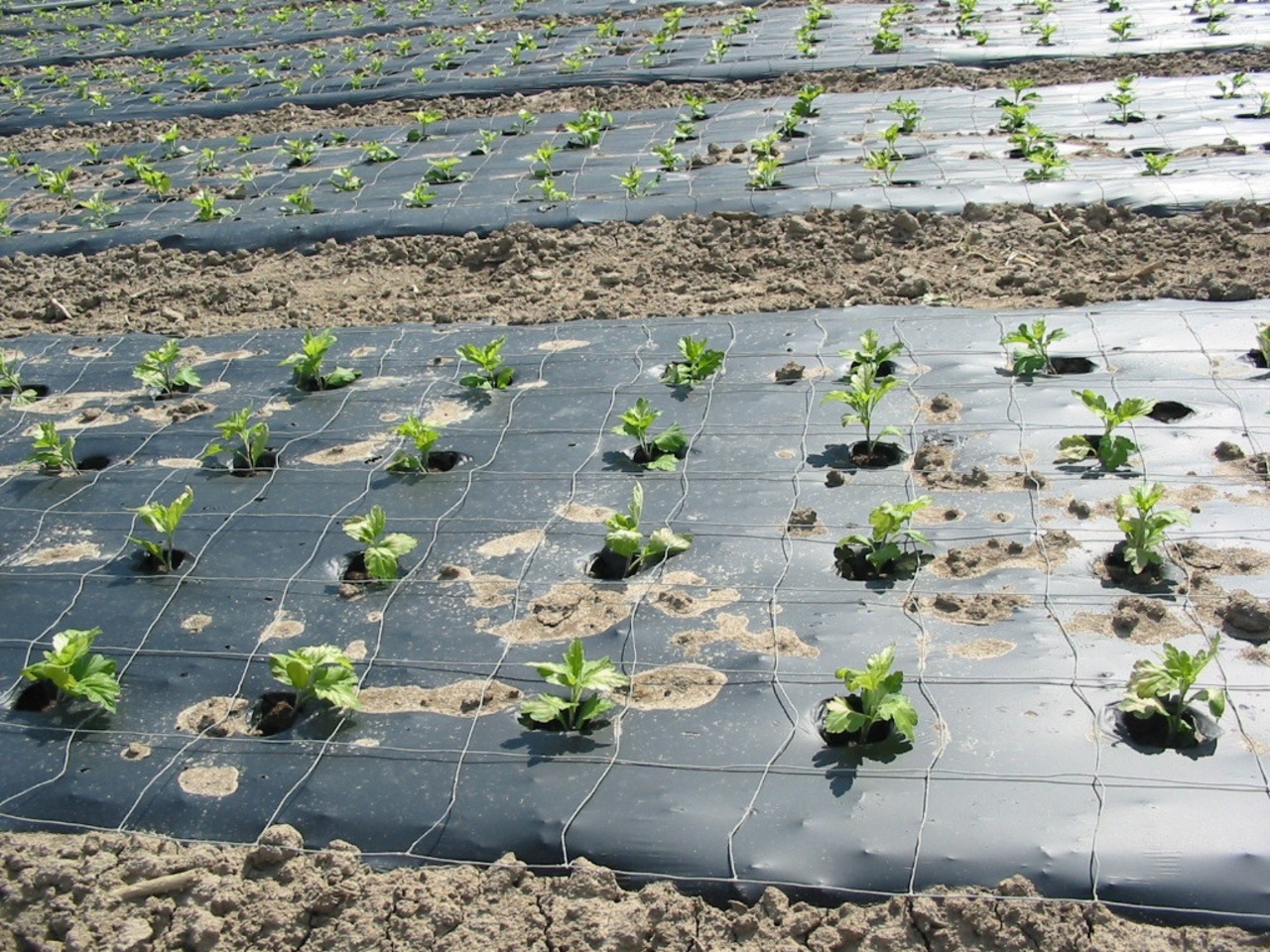 An Overview of Bioplastic Raw Materials - application