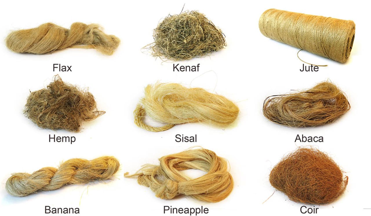 Biological plastics, biobased and biodegradable plastics What are differences - fiber
